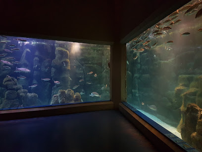 Aquarium Finisterrae