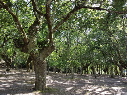 Carballeira De San Xusto